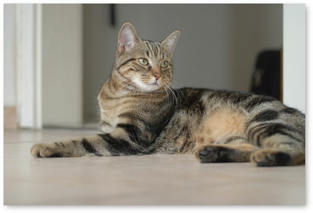 Cat not using litterbox